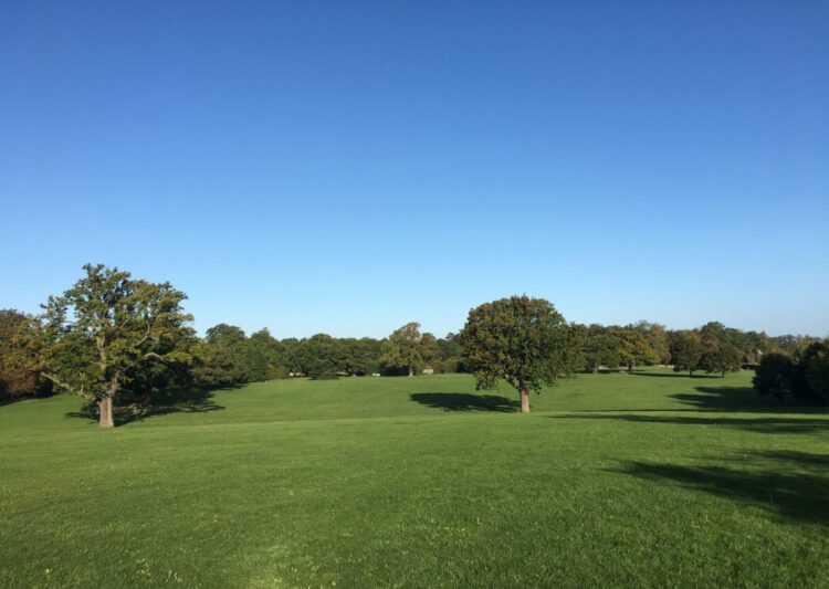 Best Places To Walk Dogs in Chelmsford B&A Dog Walkers