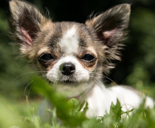 chihuahua laying in grass