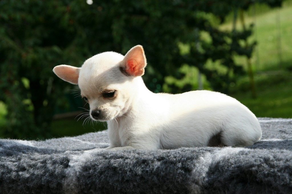 chihuahua puppy