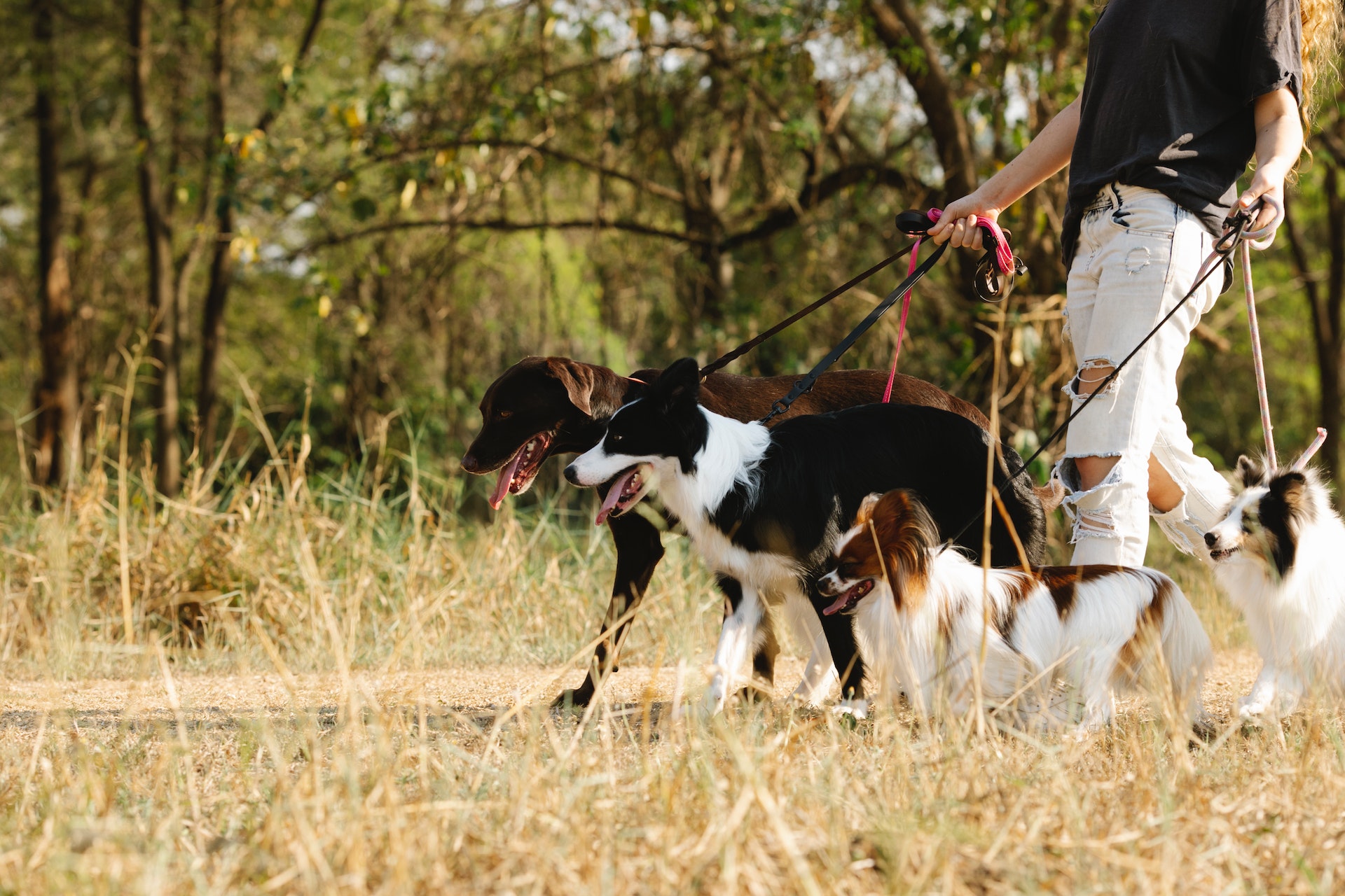 5 Reasons To Hire A Professional Dog Walker For Your Dog s Health And 