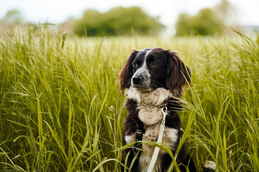 Chelmsford dog walkers