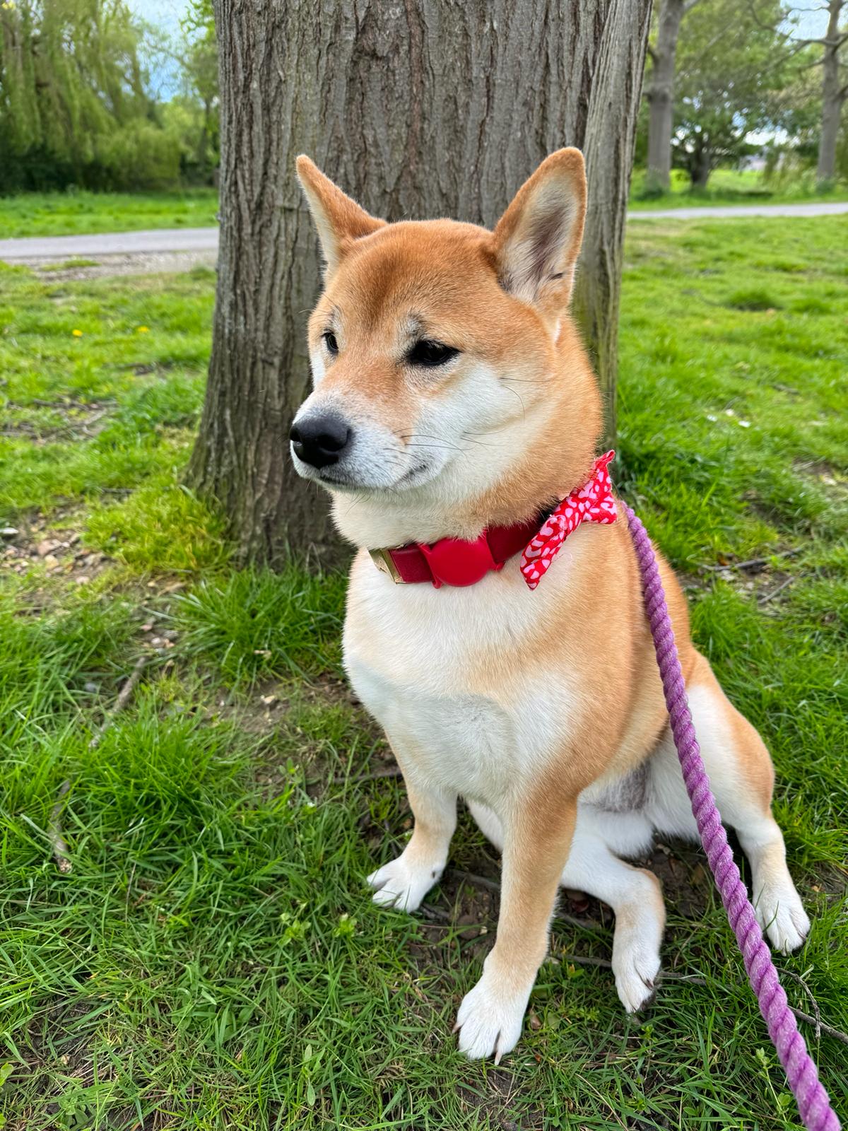 shiba inu