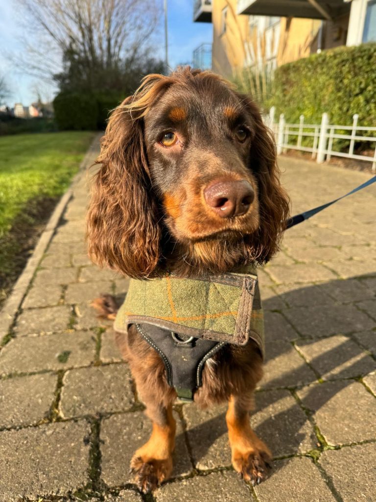 dog walks
