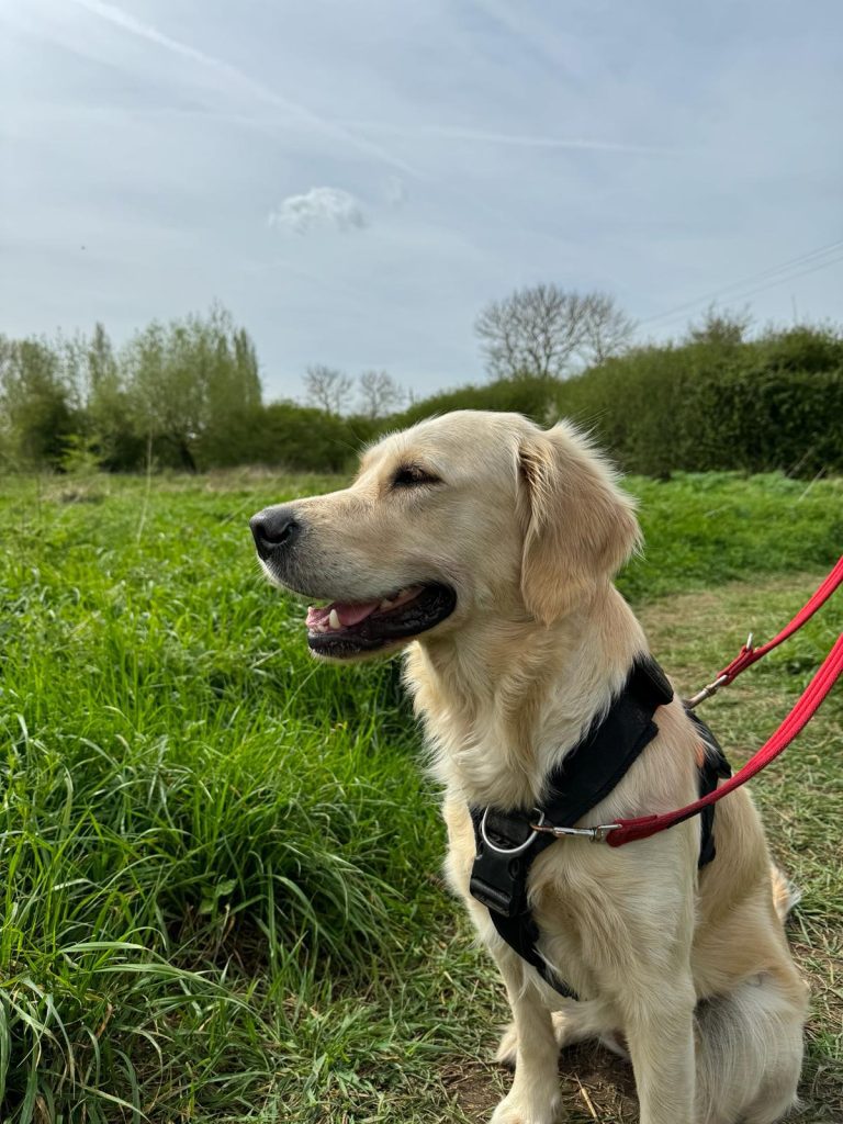 group dog walking