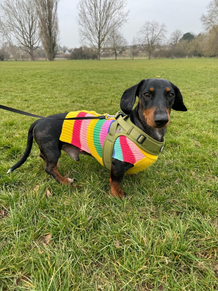 dog walking
